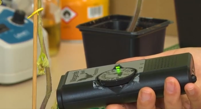 以色列研究揭：植物會說話 昆蟲能聽懂