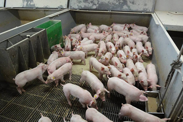 大陸豬價跌跌不休 養殖戶：養啥都賠錢