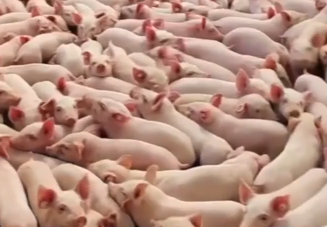 中國養豬集團賣崩豬價 創下七年來新低