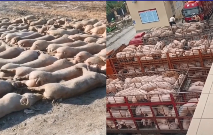 中國爆發口蹄疫疫情 豬價再創新低