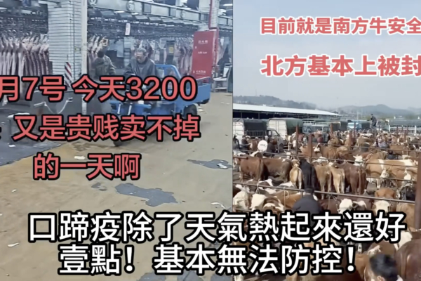 中國多省爆新型口蹄疫情 養殖戶損失慘重