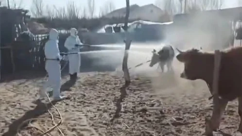 甘肃等多省爆发新型口蹄疫情 幼畜死亡率极高(图)