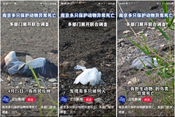 南京很多野生動物突然死亡 官稱正常 民質疑